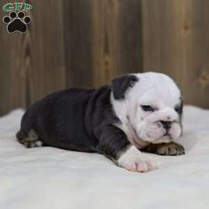 Misty Harbor, English Bulldog Puppy
